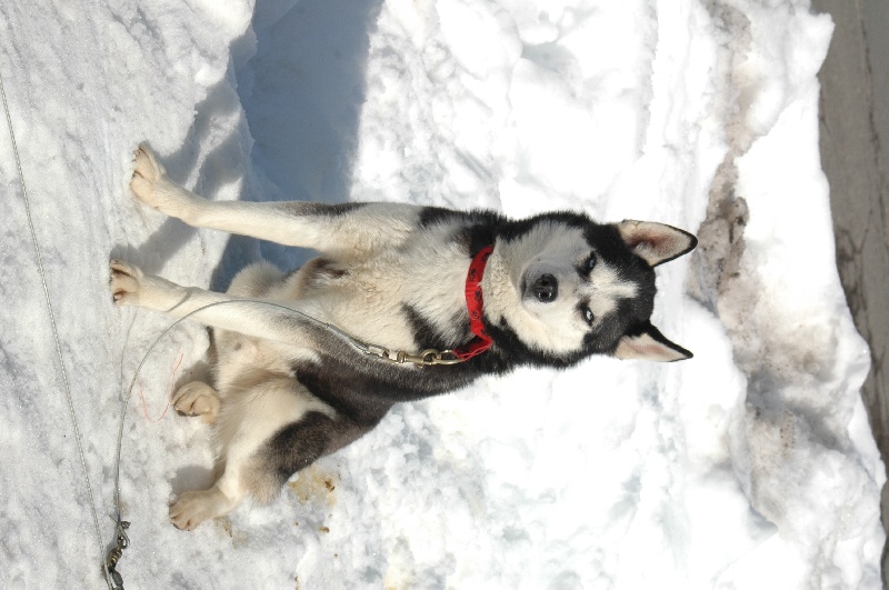 Magic Wolf Alaska 1