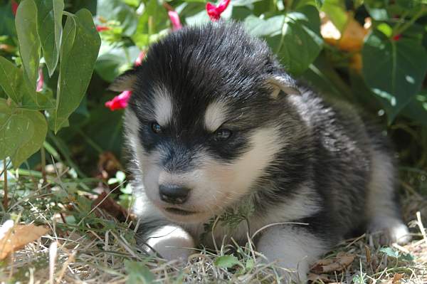 Magic Wolf Himalaya (rose)