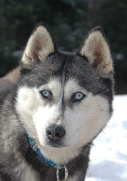Magic Wolf Coyotte girl
