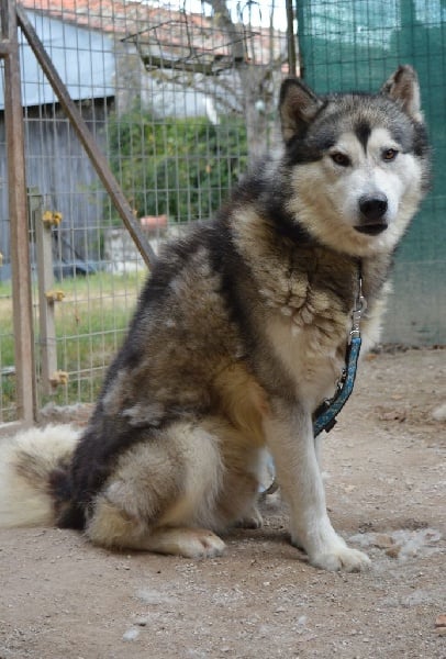 Houmiack of Red Eyes Woolf Shadow