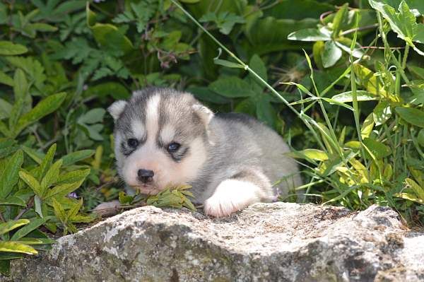 Magic Wolf Nanouk (grise)