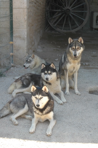 Magic Wolf Coyotte girl