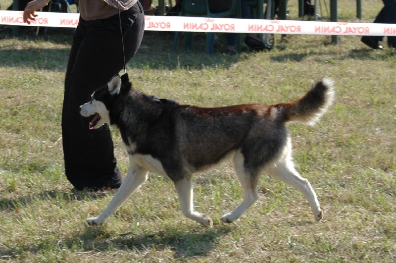 Magic Wolf Coyotte girl