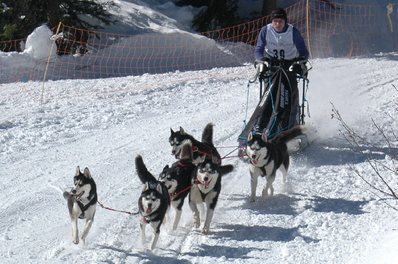 Magic Wolf Alaska 1
