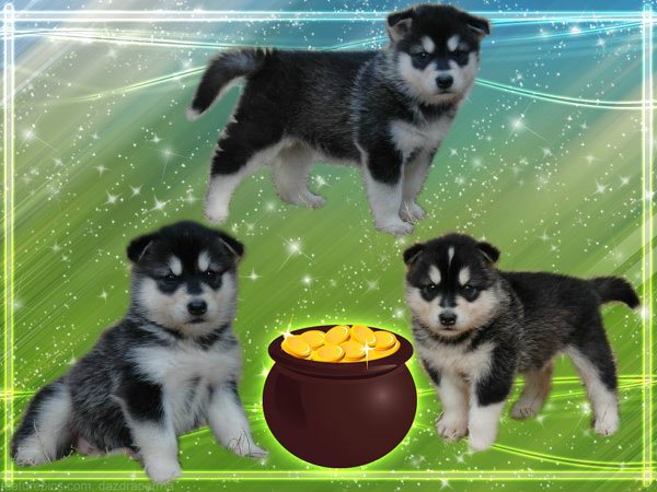 Magic Wolf Himalaya (rose)