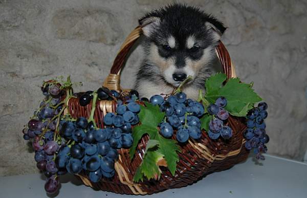 Magic Wolf Himalaya (rose)