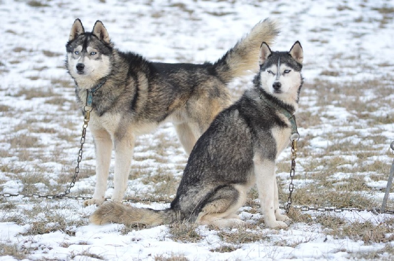 Magic Wolf Hypnotic blue eyes dit halcatraz