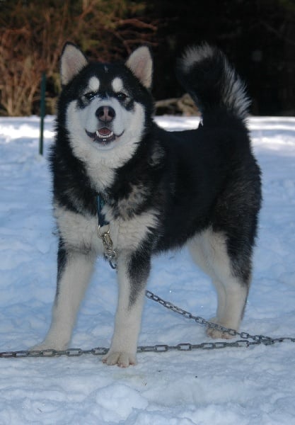 Magic Wolf Demon of the black diamond (dite demon)