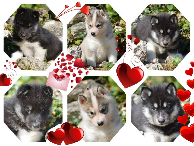 Magic Wolf Lune noire dit loupy