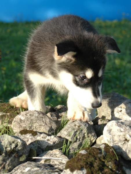 Magic Wolf Himalaya (rose)