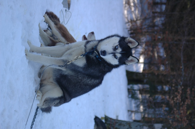 Magic Wolf Coyotte girl