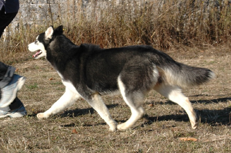 Magic Wolf Elyxir diabolic ( dite ebène)