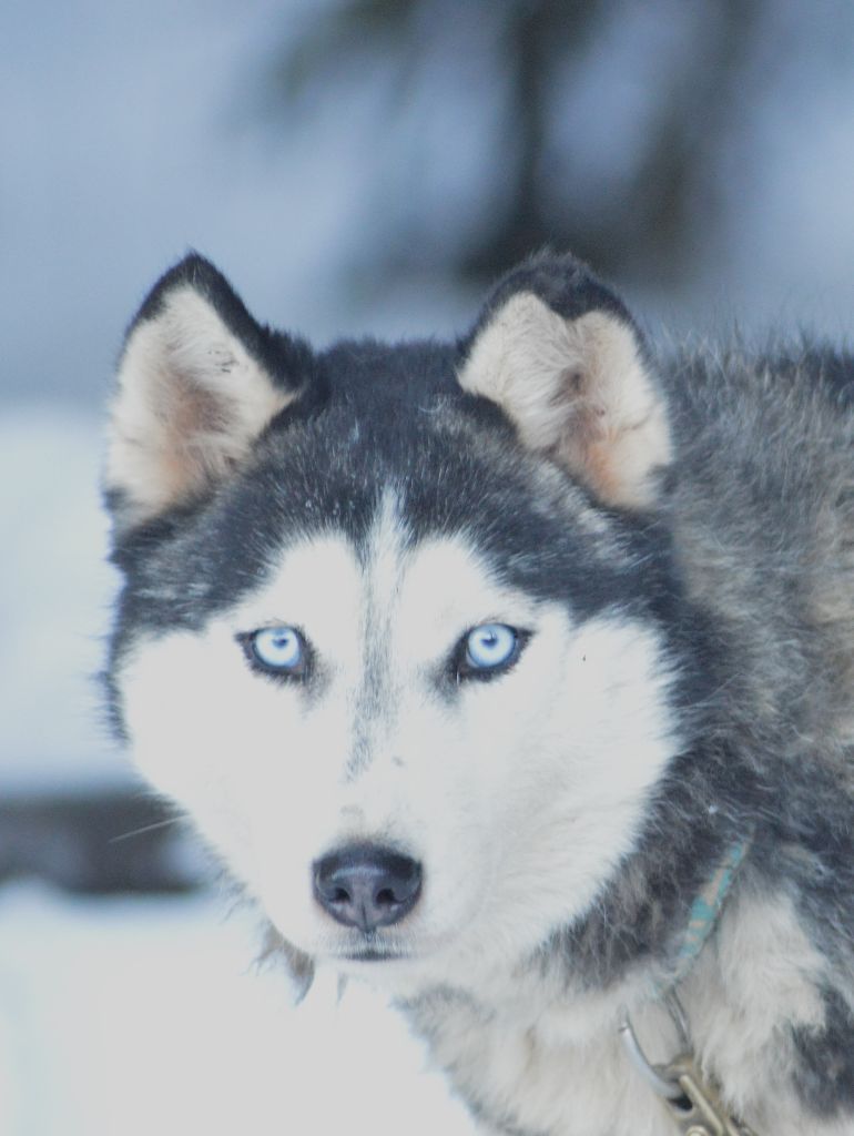 Magic Wolf J'suis trop belle dite j'allucine