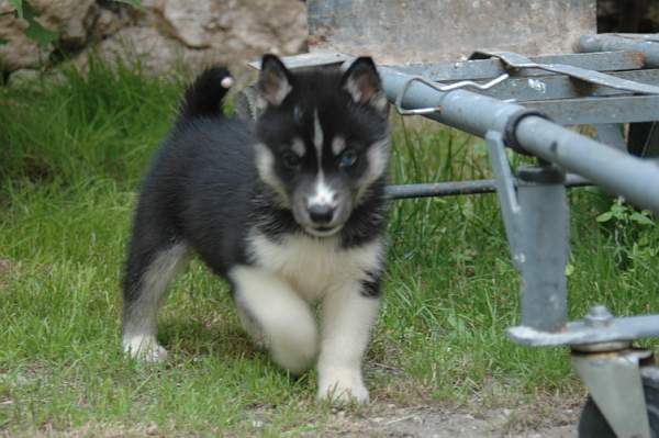 Magic Wolf Finnmark (dite chipie)