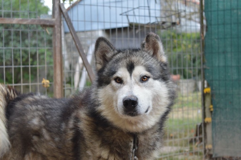 Houmiack of Red Eyes Woolf Shadow
