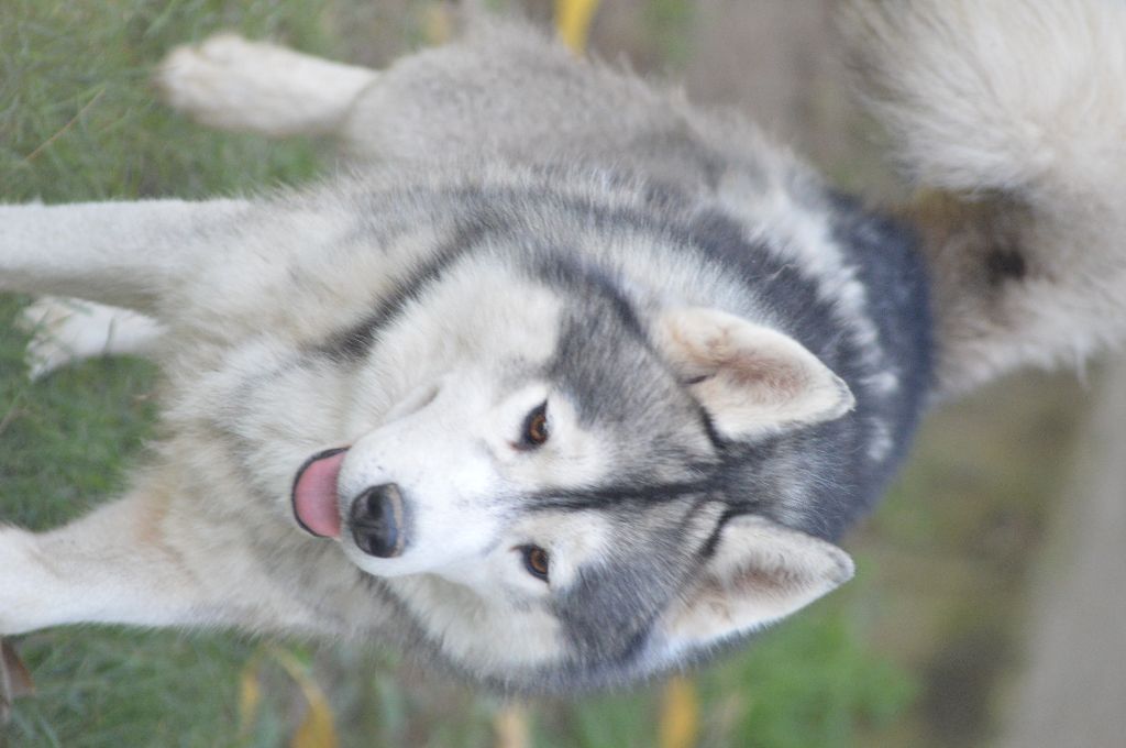 Lovely boy dit link des reves des neiges