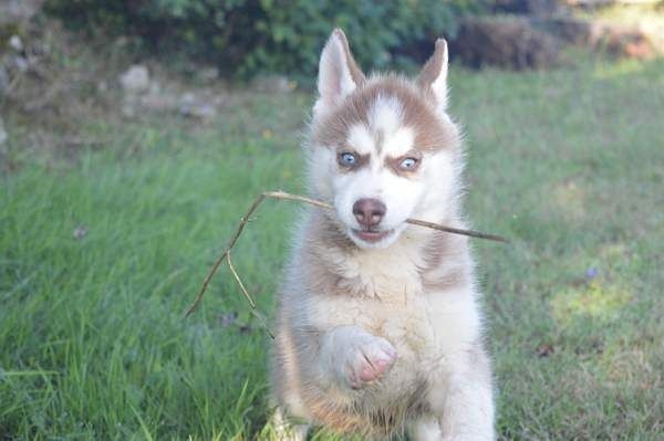 Magic Wolf Lindt