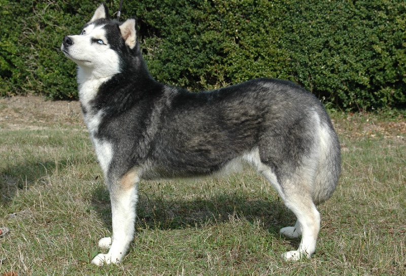 CH. Troika's Color of darkness ( dite crystale )