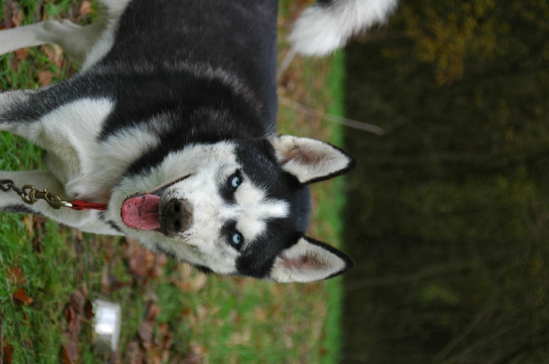 Magic Wolf Alaska 1