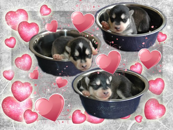 Magic Wolf Himalaya (rose)