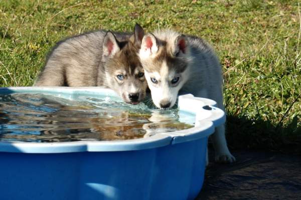 Magic Wolf Hypnotic blue eyes dit halcatraz