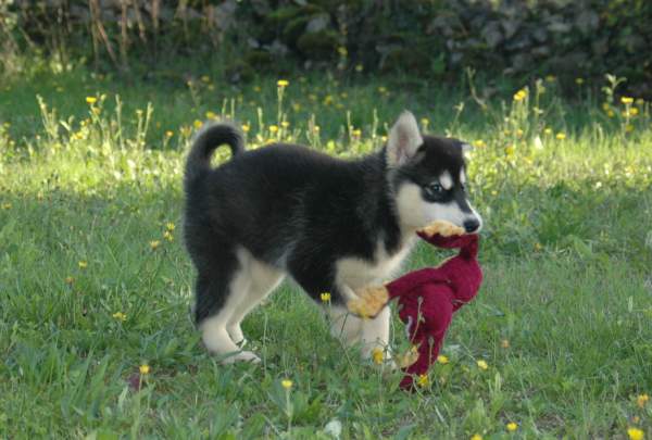 Magic Wolf Himalaya (rose)