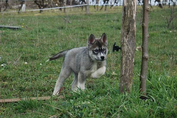 Magic Wolf Hypnotic blue eyes dit halcatraz