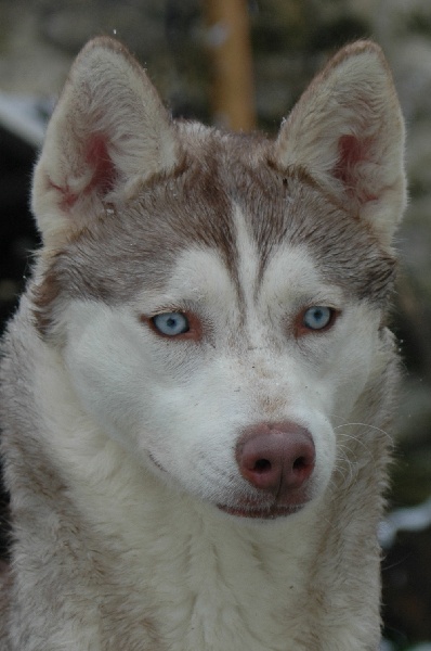 Magic Wolf Guess