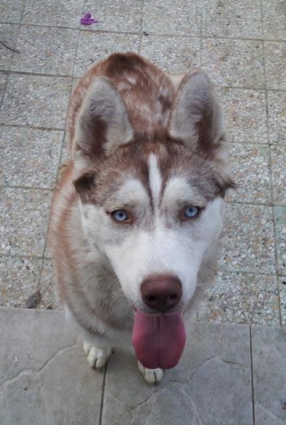 Magic Wolf Guess