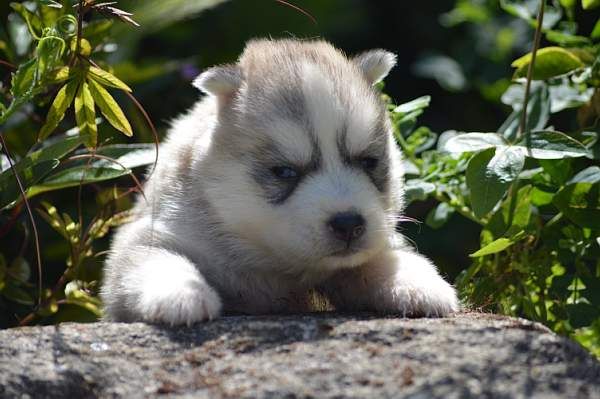 Magic Wolf Neige