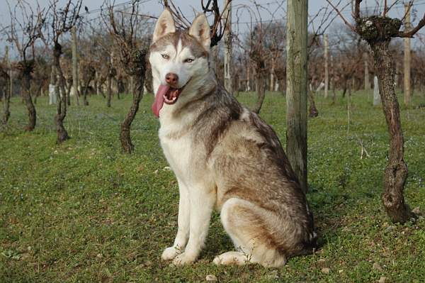 Magic Wolf Guess