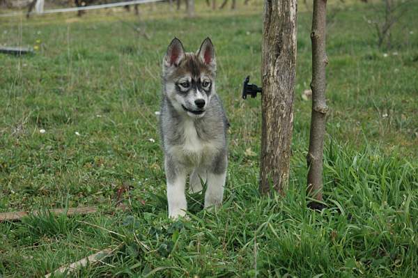Magic Wolf Hypnotic blue eyes dit halcatraz