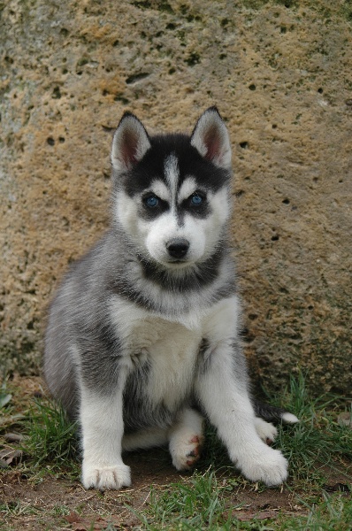 Magic Wolf Coyotte girl