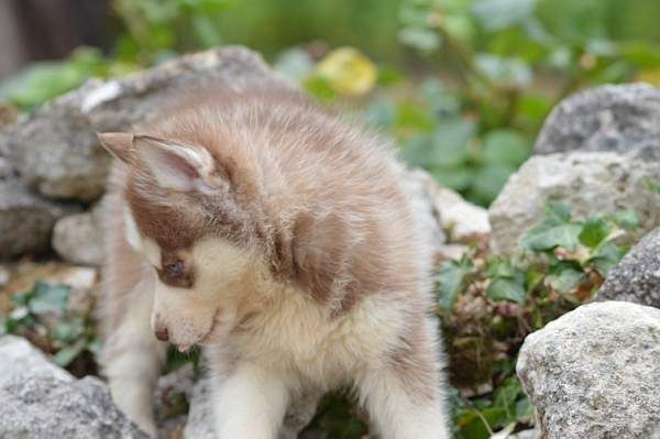 Magic Wolf Lindt