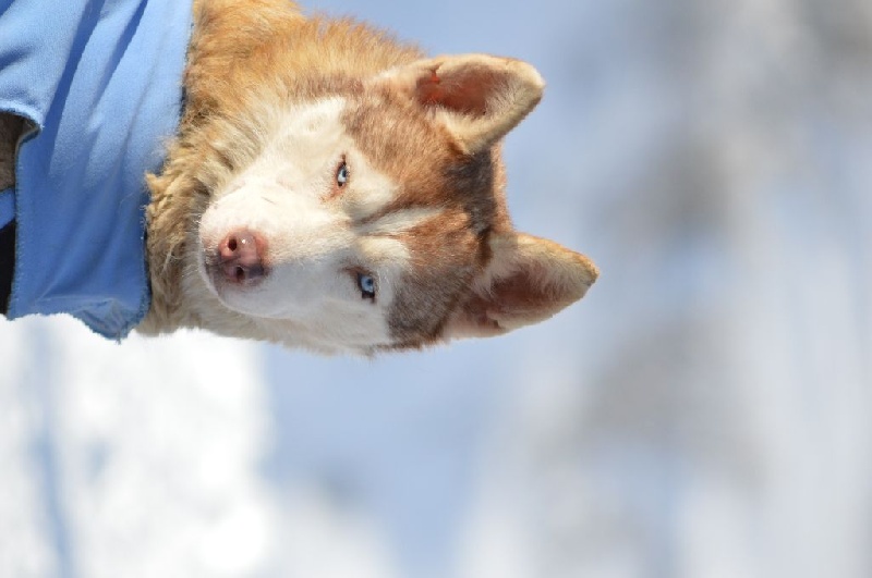 Magic Wolf Guess