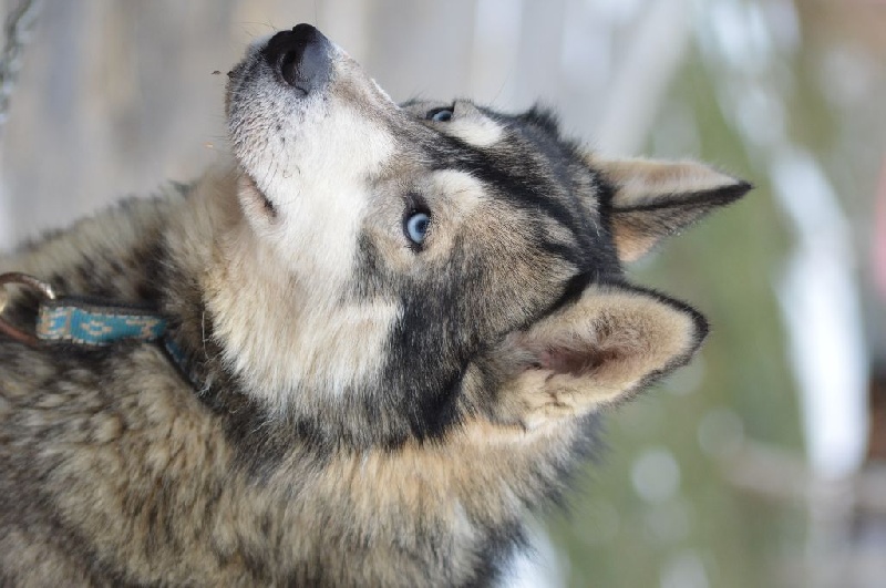 Magic Wolf Hypnotic blue eyes dit halcatraz
