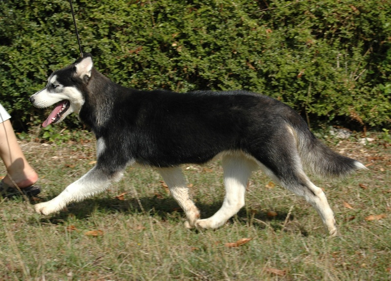 Magic Wolf Elyxir diabolic ( dite ebène)
