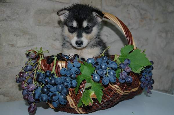 Magic Wolf Himalaya (rose)