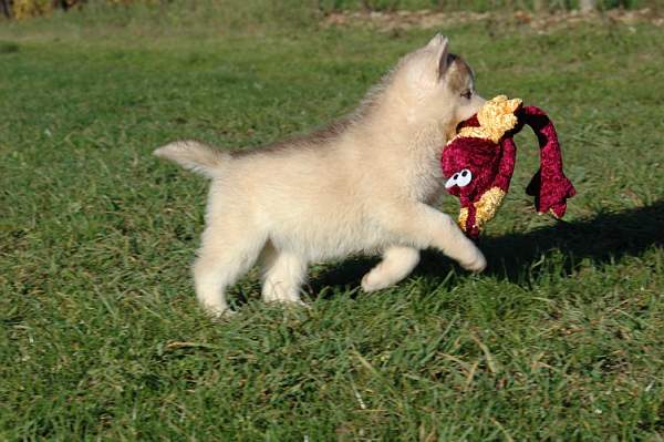 Magic Wolf Guess