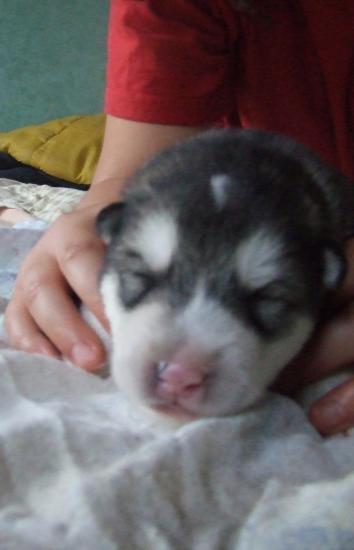 Houmiack of Red Eyes Woolf Shadow