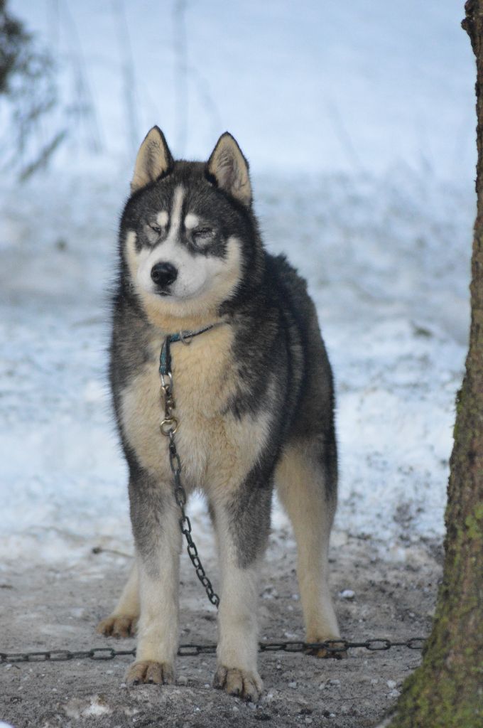 Magic Wolf Nebraska dit nounou