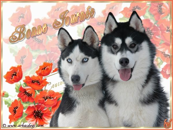 Photo Elevage Magic Wolf Eleveur De Chiens Siberian Husky