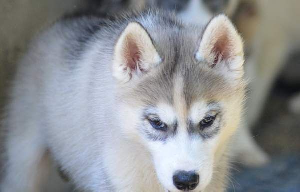 Magic Wolf Nanouk (grise)