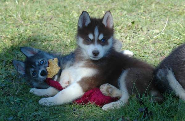 Magic Wolf Hypnotic blue eyes dit halcatraz