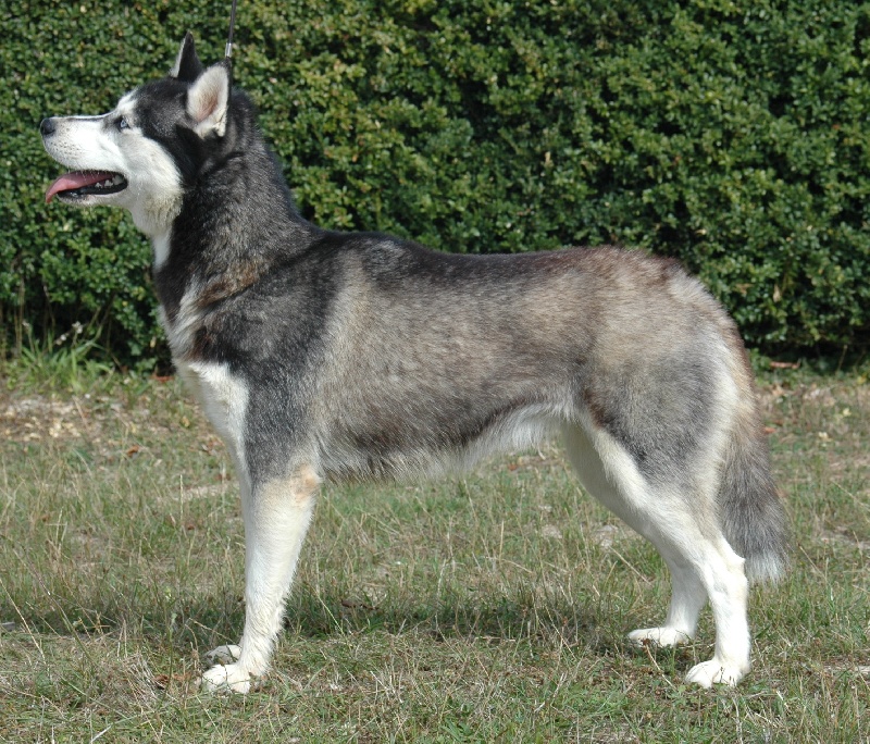 Magic Wolf Coyotte girl
