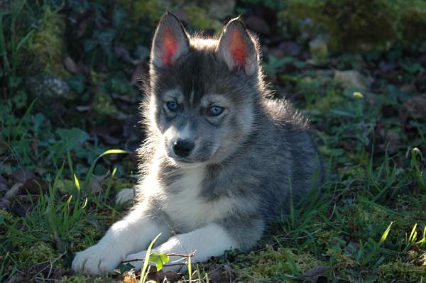 Magic Wolf Hypnotic blue eyes dit halcatraz