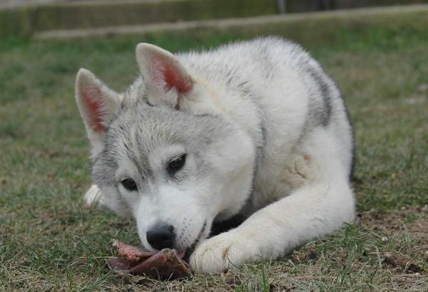 Publication : Magic Wolf Auteur : Magic Wolf, Fusion 19 mois