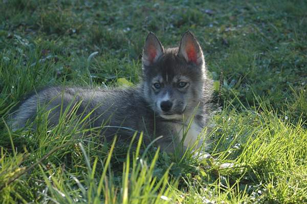 Magic Wolf Hypnotic blue eyes dit halcatraz