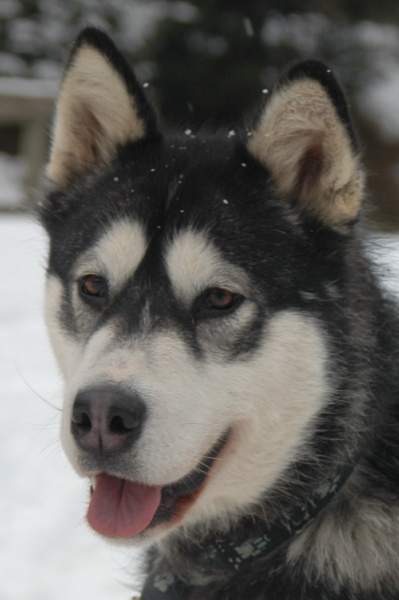 Magic Wolf Demon of the black diamond (dite demon)