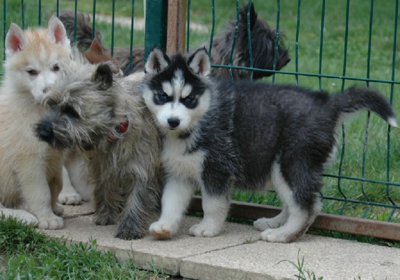 Magic Wolf J'suis trop belle dite j'allucine